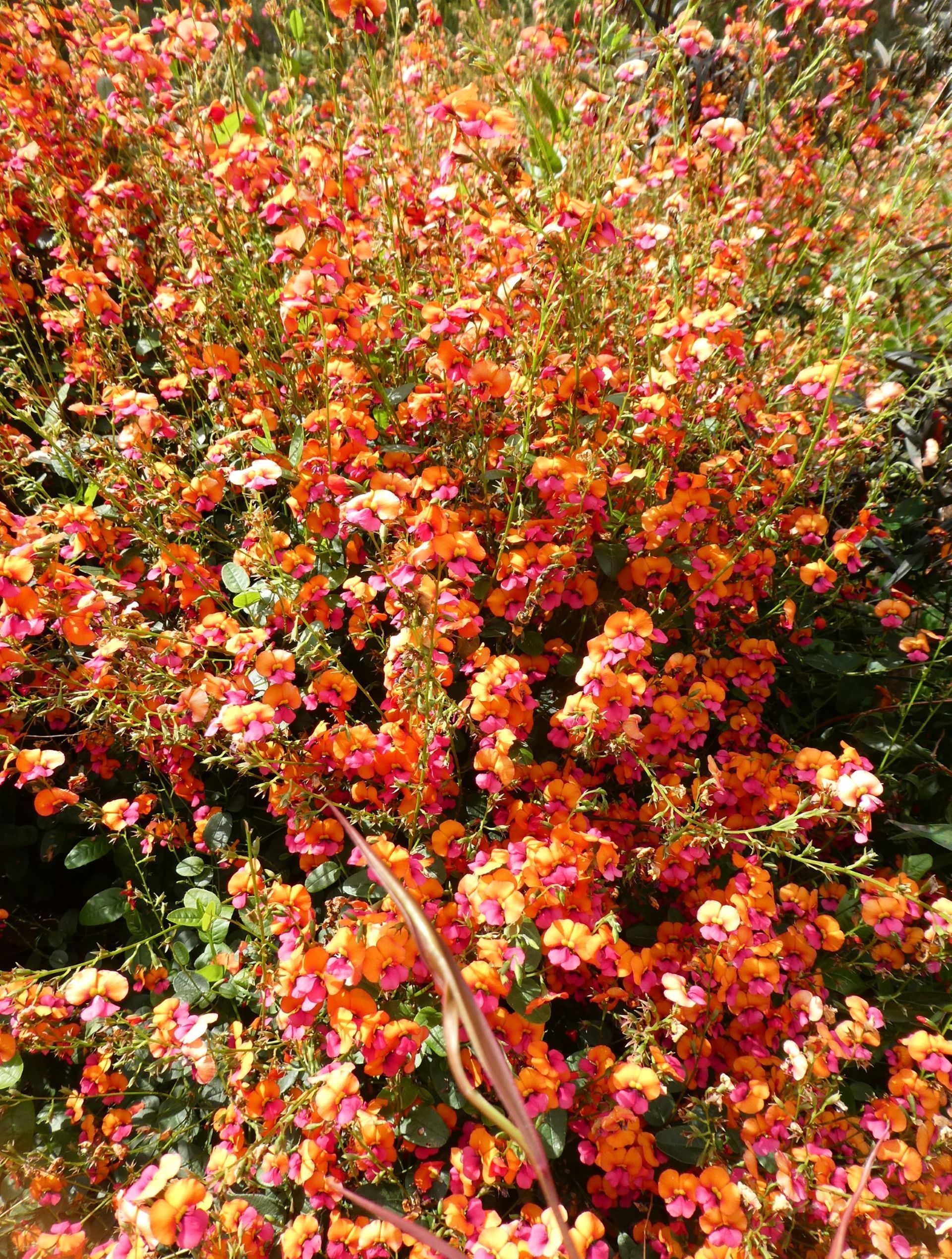 South West Wildflower Wonderland 2025 - 12 Day Tour