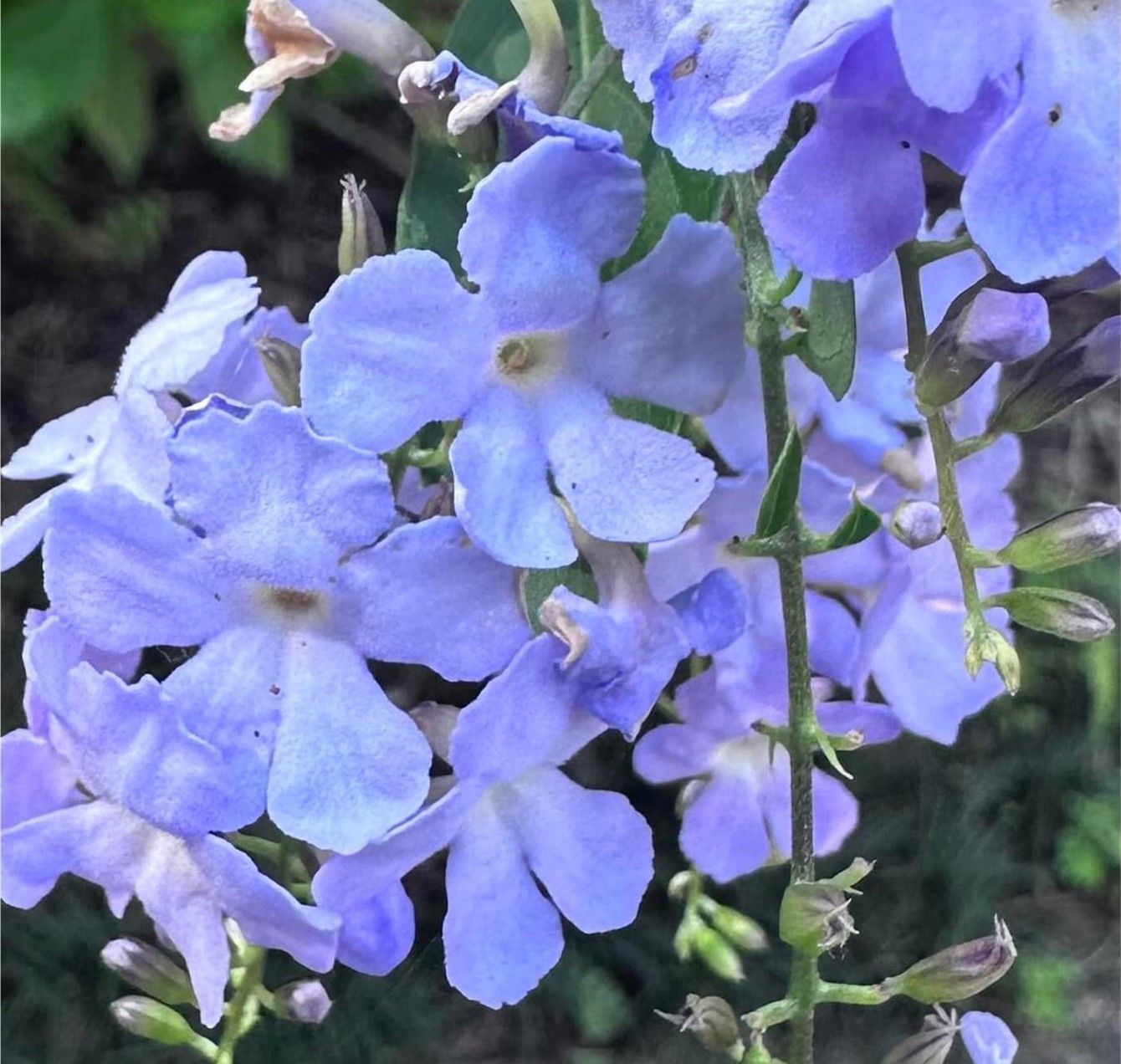Springtime Gardens Spectacular 2026 - 9 Day Tour