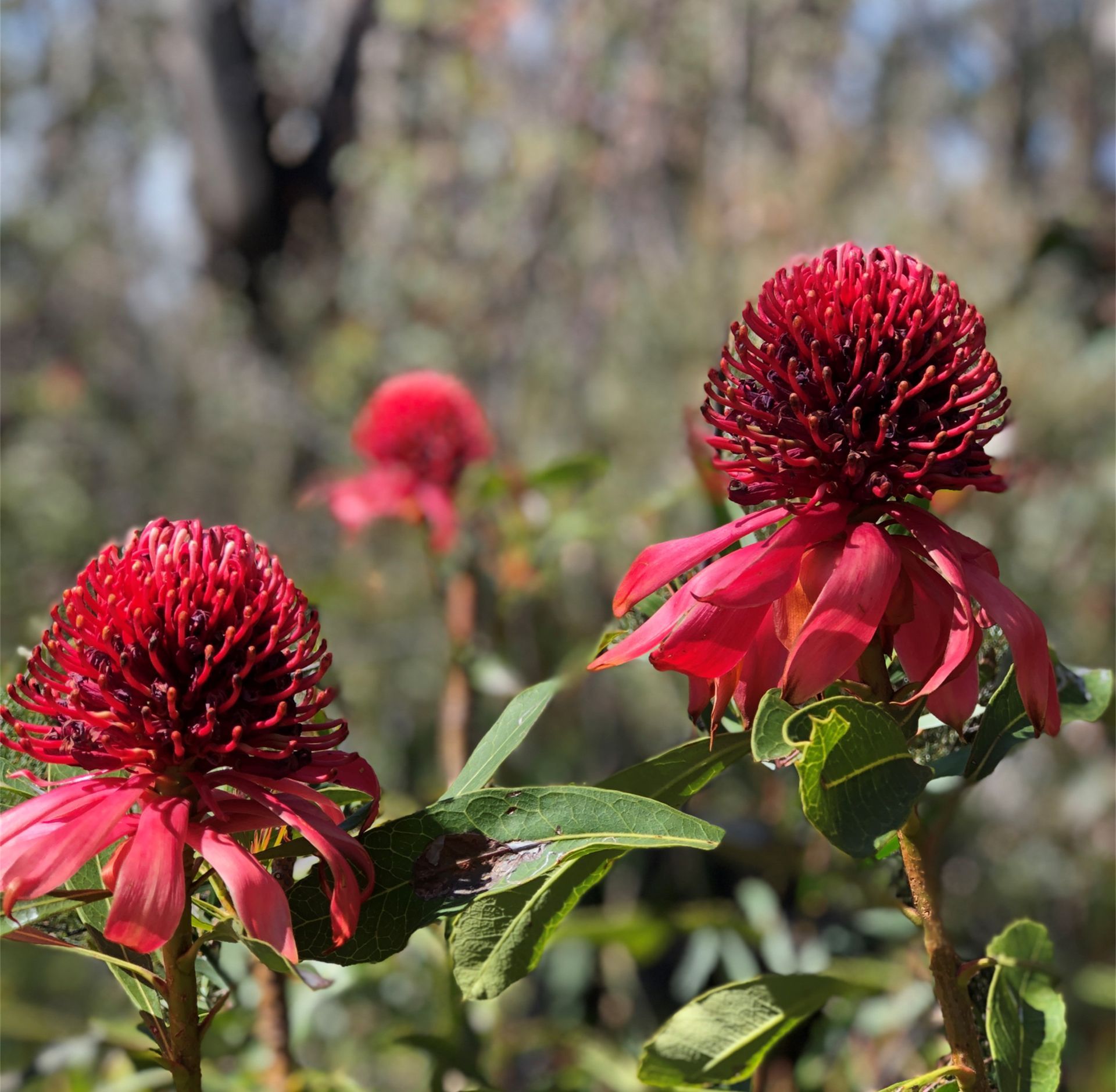 Springtime Gardens including Bathurst 2025 - 9 Day Tour