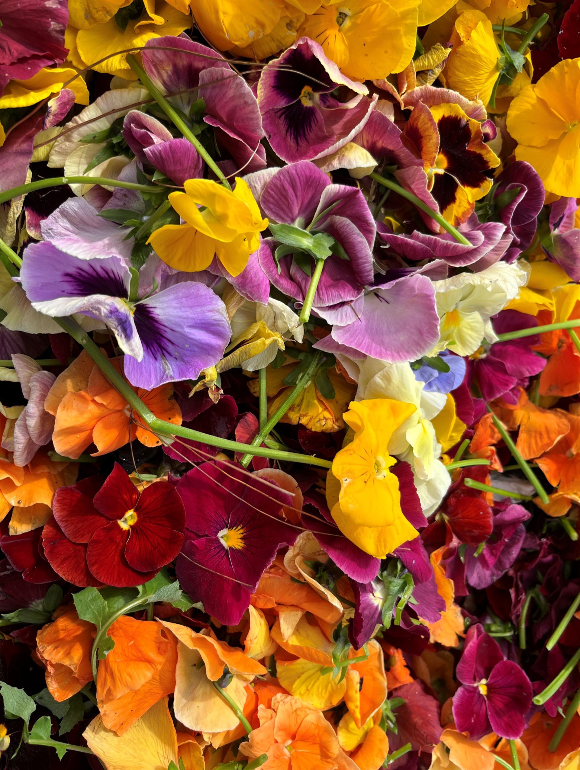 Toowoomba Carnival of Flowers 2025 - 7 Day Tour