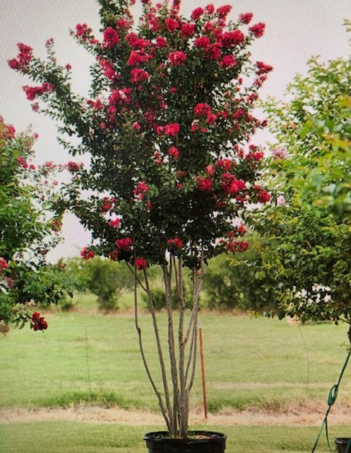A large tree with red flowers in a black pot