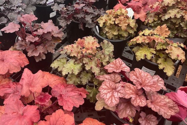 A bunch of flowers are sitting on top of each other on a table.