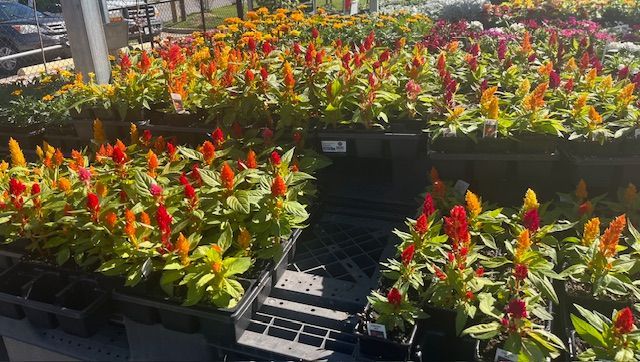 A bunch of potted flowers are sitting on top of each other in a garden.