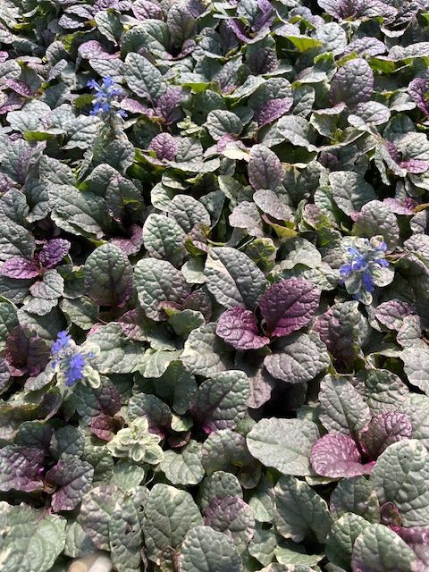 A bunch of plants with purple leaves and blue flowers