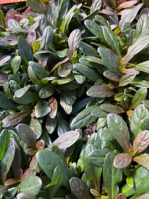 A bunch of plants with green and purple leaves