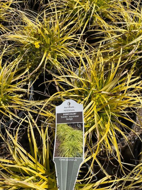 A close up of a plant with a label on it.