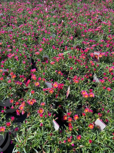 A field of pink and orange flowers with green leaves