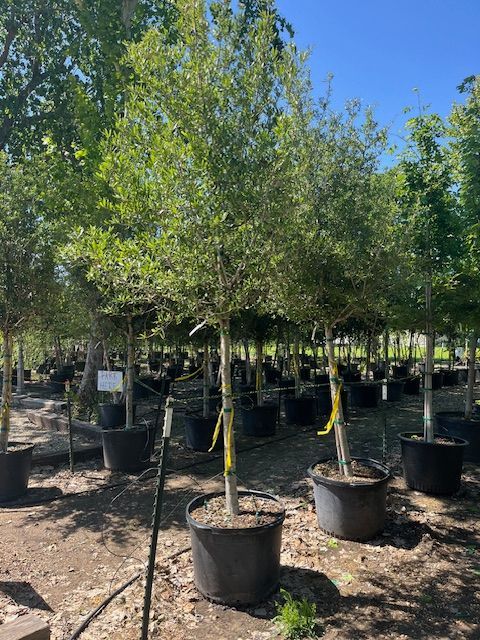 A row of potted trees in a garden with a blue sky in the background.