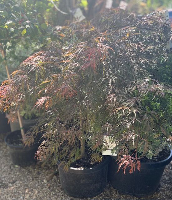 A bunch of potted plants are sitting on the ground.