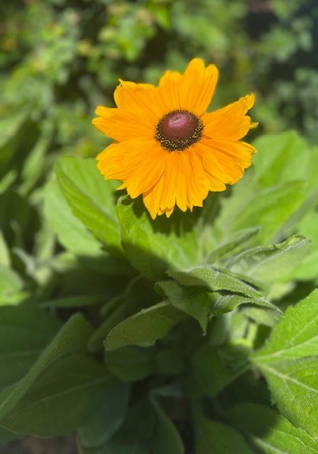 A small yellow flower with a red center is surrounded by green leaves.