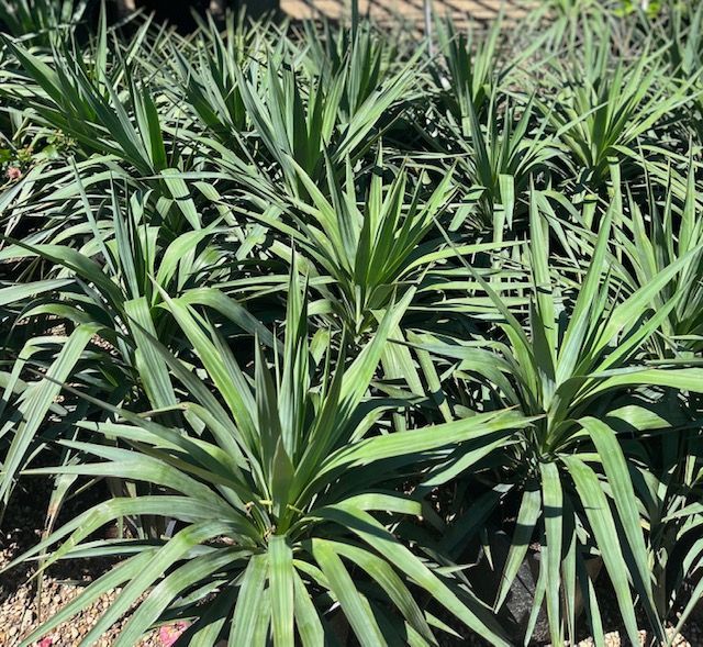 A bunch of green plants are growing in a garden.
