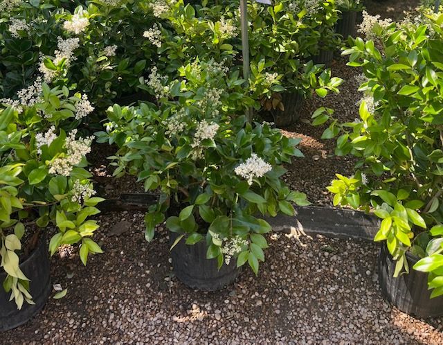 A row of potted plants with white flowers and green leaves