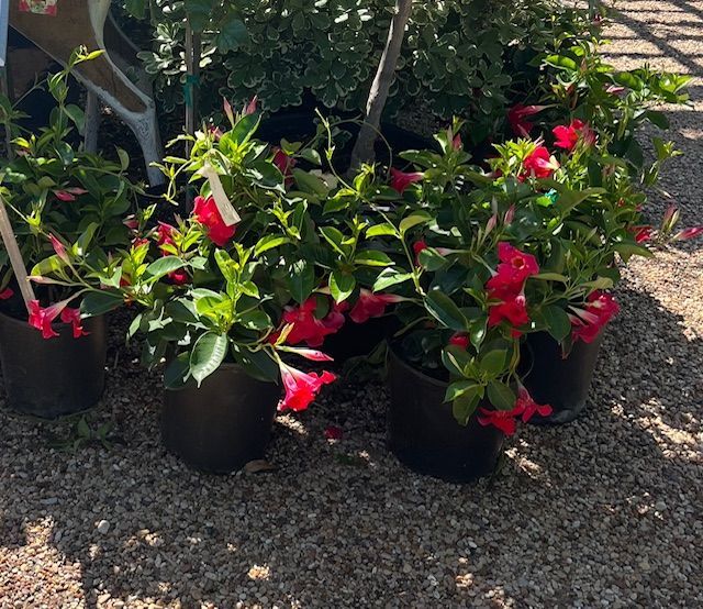 A bunch of potted plants with red flowers and green leaves