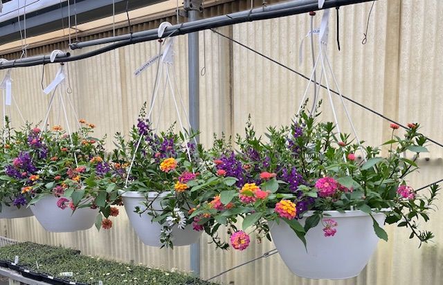 A bunch of hanging baskets filled with flowers are hanging from the ceiling.