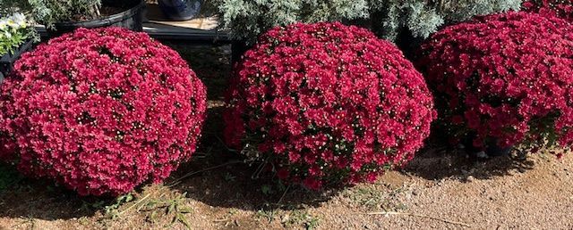 A row of red flowers sitting on top of a dirt road.