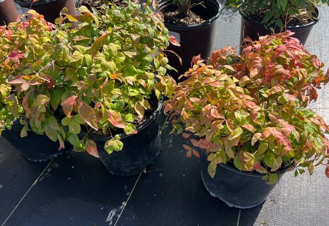 A group of potted plants with green and red leaves are sitting on a table.