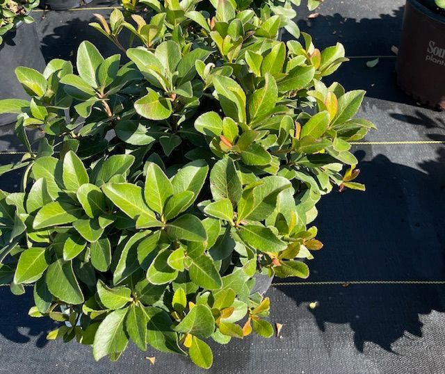 A plant with lots of green leaves is sitting on a black surface