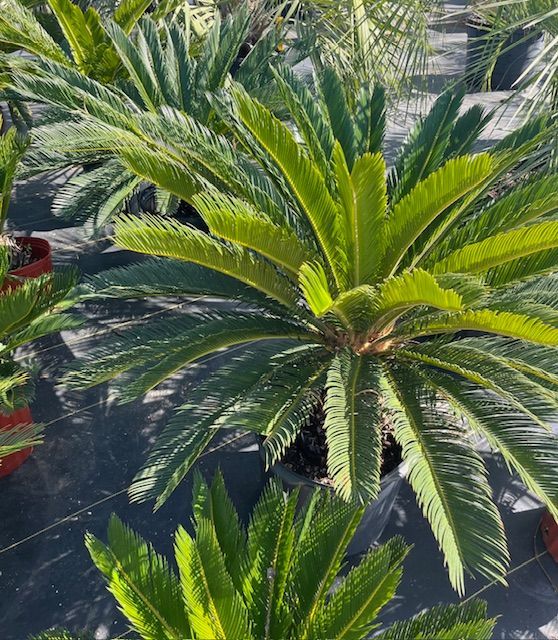 A bunch of palm trees in pots in a garden