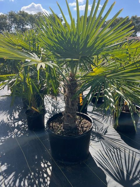 A group of palm trees in pots sitting on top of a table.