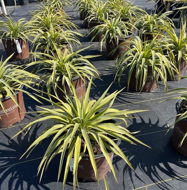 A bunch of potted plants with one that says ' evergreen ' on it