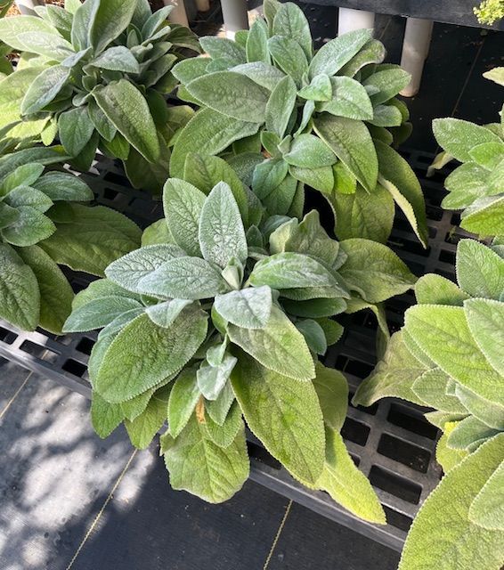 A bunch of green plants are sitting on a shelf