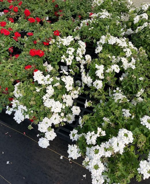 A bunch of white and red flowers are growing in a garden