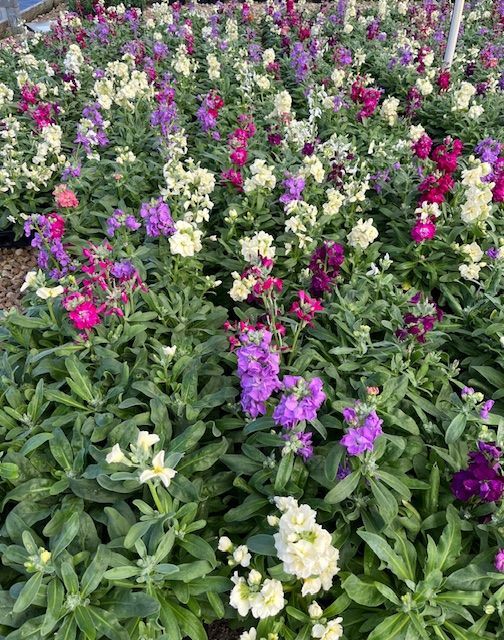 There are many different types of flowers in this garden.