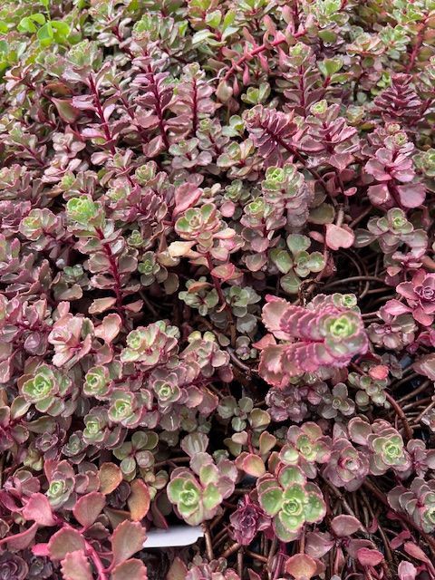 A close up of a plant with purple leaves and green leaves.