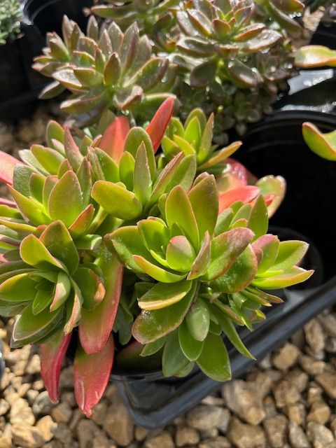 A close up of a potted plant with green and red leaves.