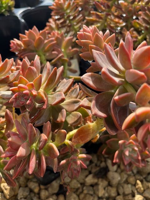 A bunch of succulents are growing in a pile of rocks.