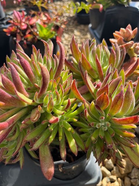 A close up of a potted plant with red and green leaves.