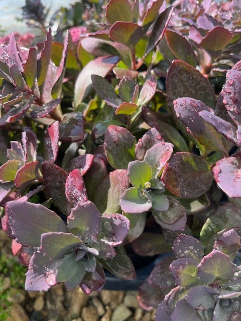 A close up of a plant with purple and green leaves