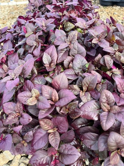 A bunch of purple plants are growing in a garden.