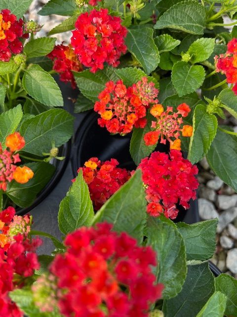 A close up of a plant with red flowers and green leaves.