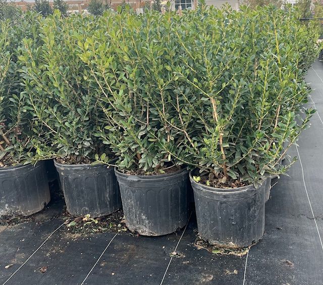 A row of potted plants sitting on top of a black tarp.
