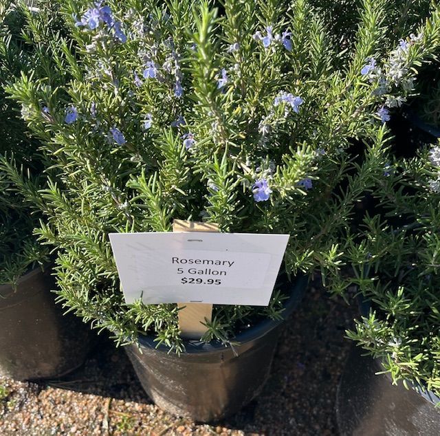 A potted plant with purple flowers and a sign that says rosemary