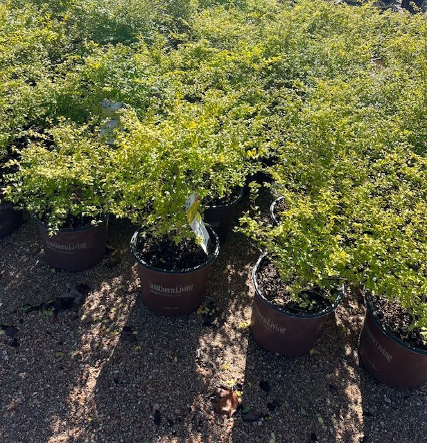 A row of potted plants with one that says ' ivy ' on it