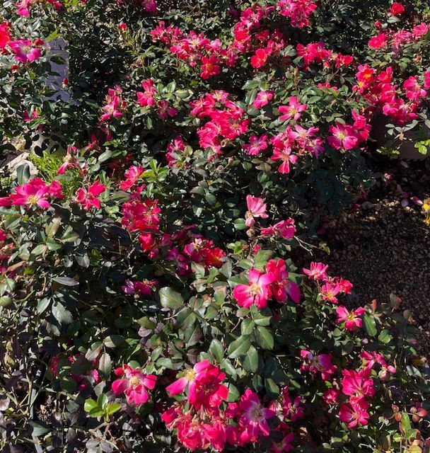 A bush with pink flowers and green leaves
