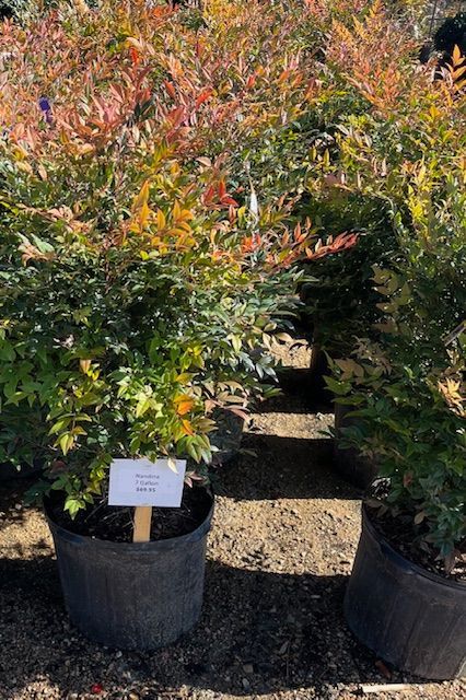 A bunch of potted plants are sitting on the ground in a garden.