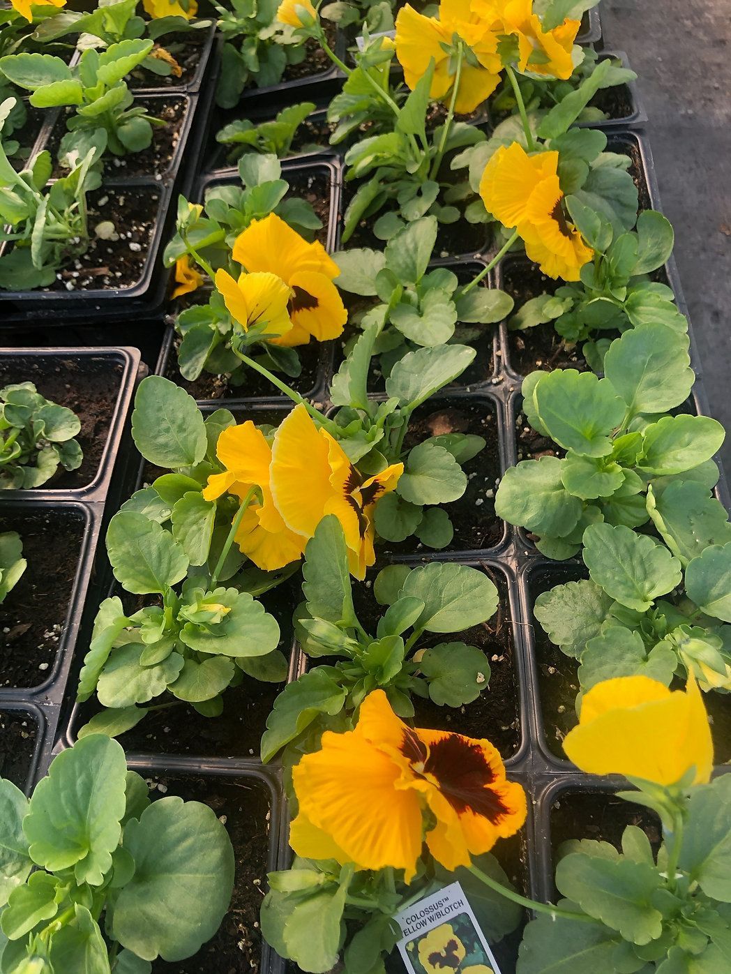 A bunch of yellow flowers in pots with green leaves