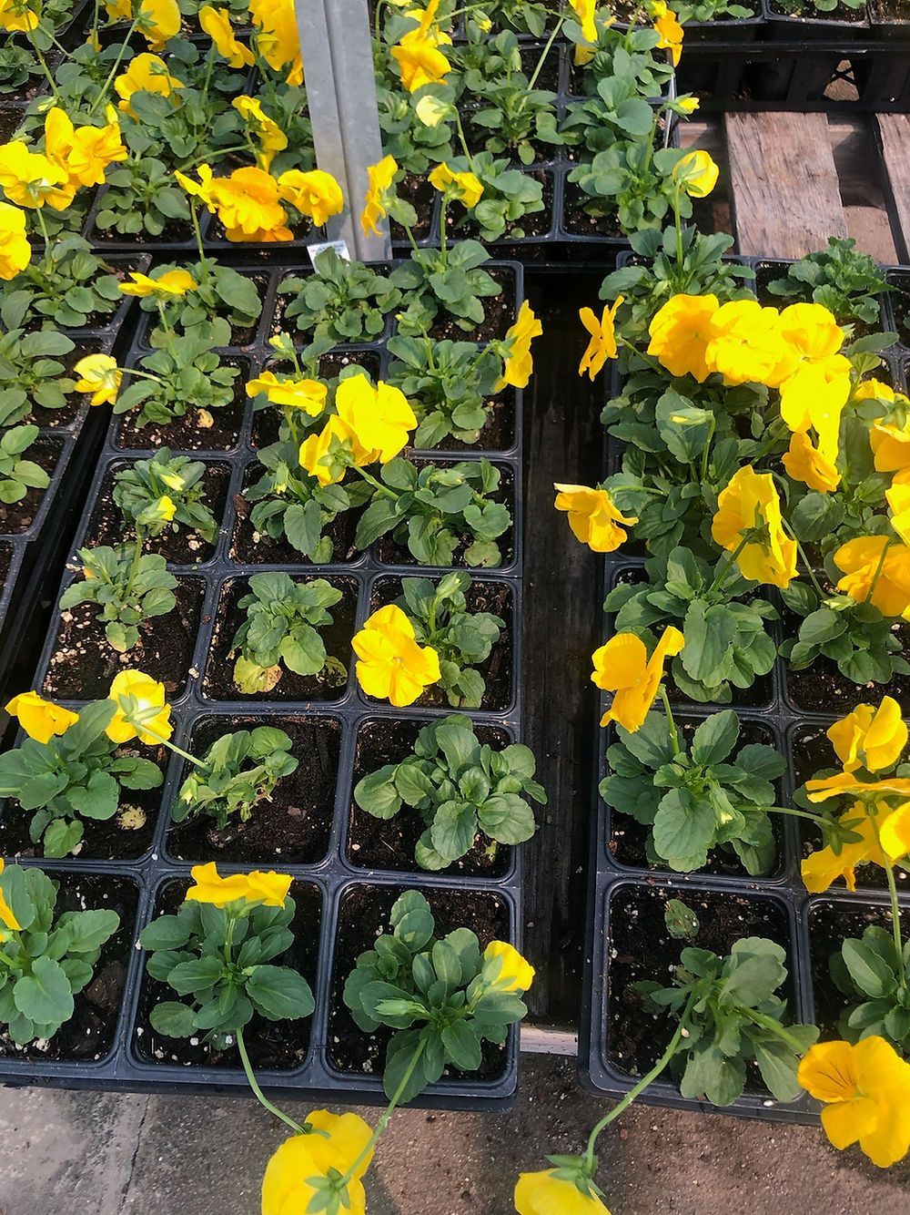A greenhouse filled with yellow flowers and green leaves
