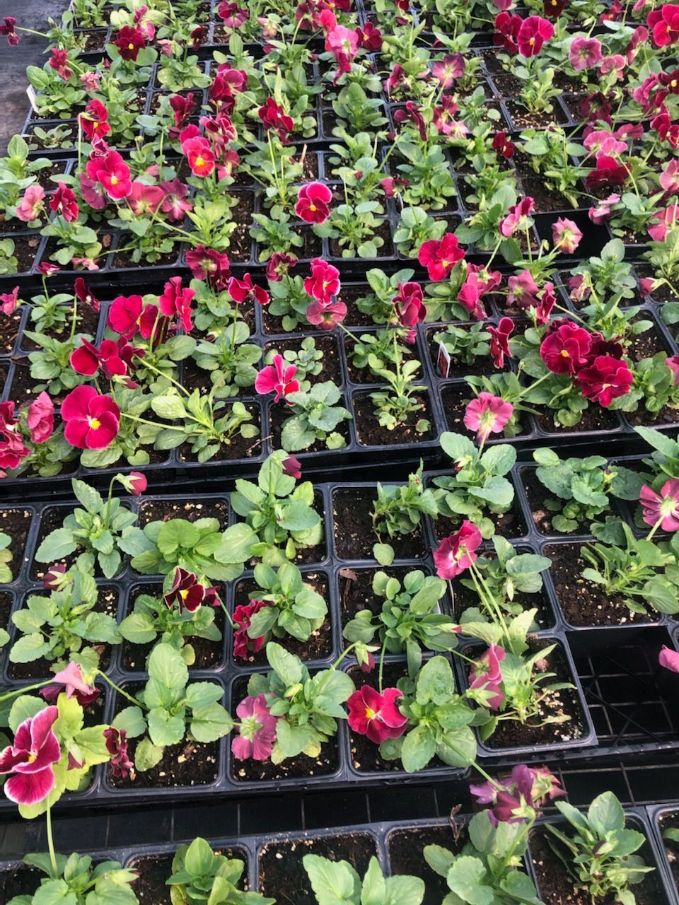 A bunch of potted plants with red flowers and green leaves