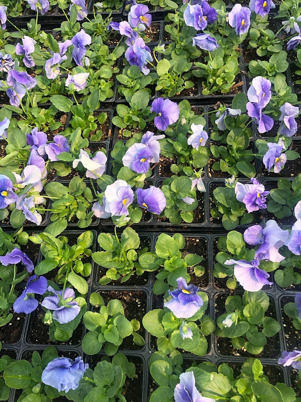A tray of purple and white flowers with green leaves
