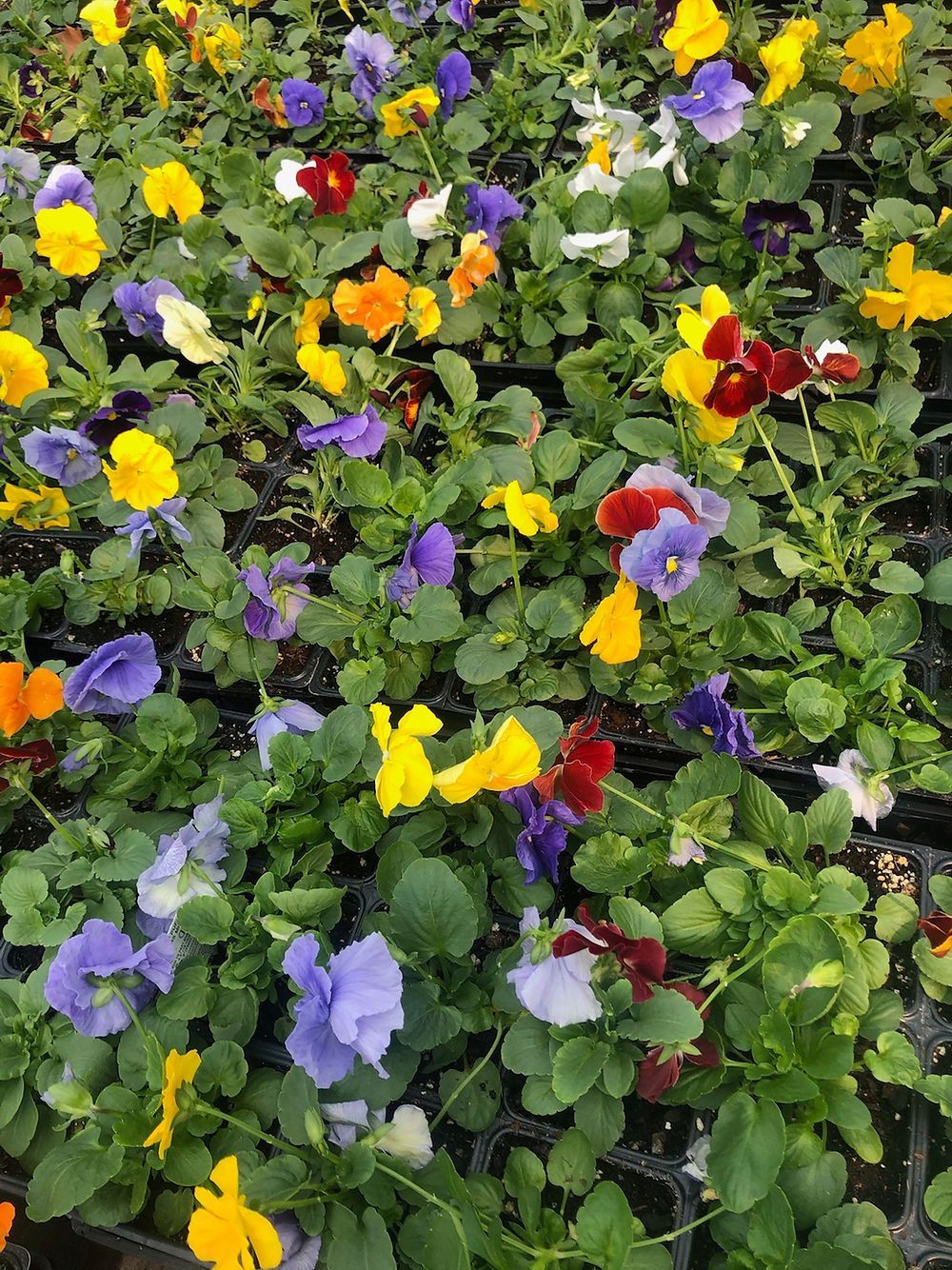 A bunch of colorful flowers are growing in a garden.