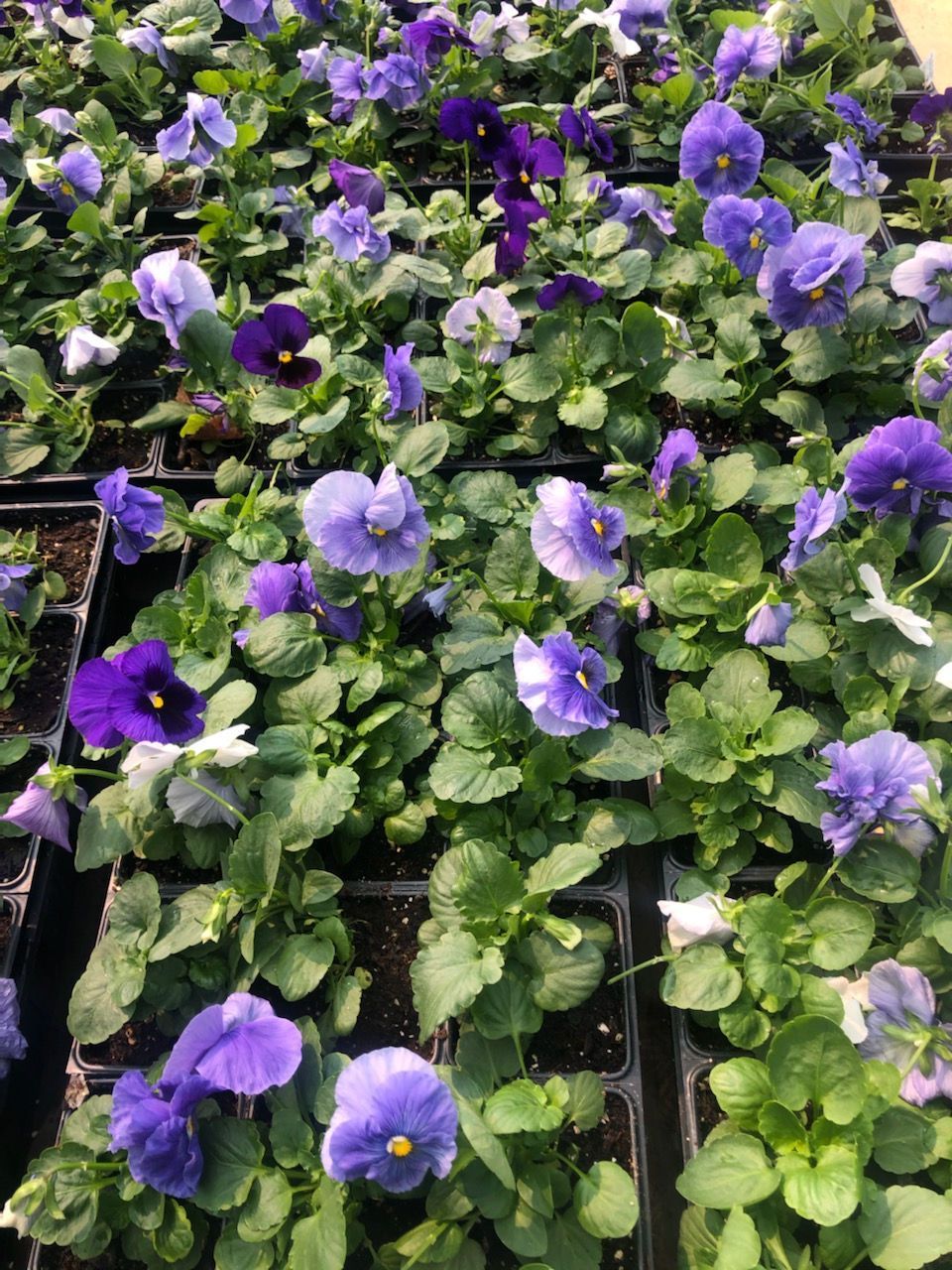 A bunch of purple flowers are growing in pots.
