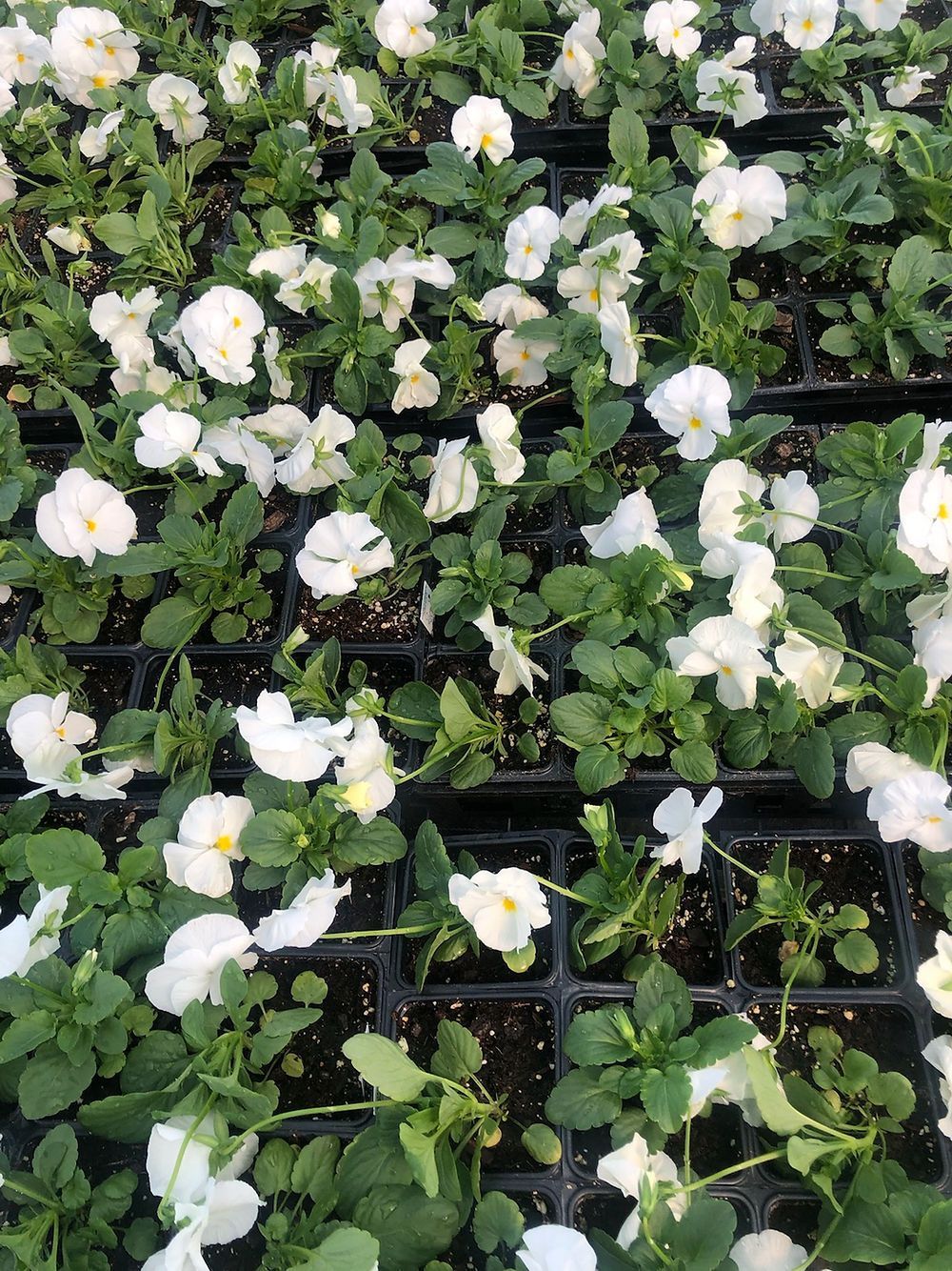 A bunch of white flowers are growing in pots.