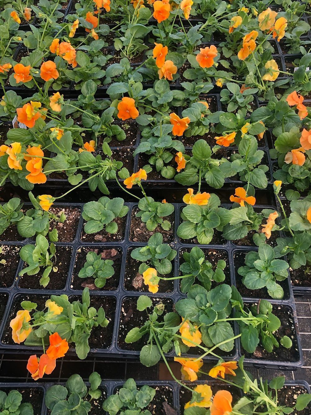 A bunch of potted plants with orange and yellow flowers