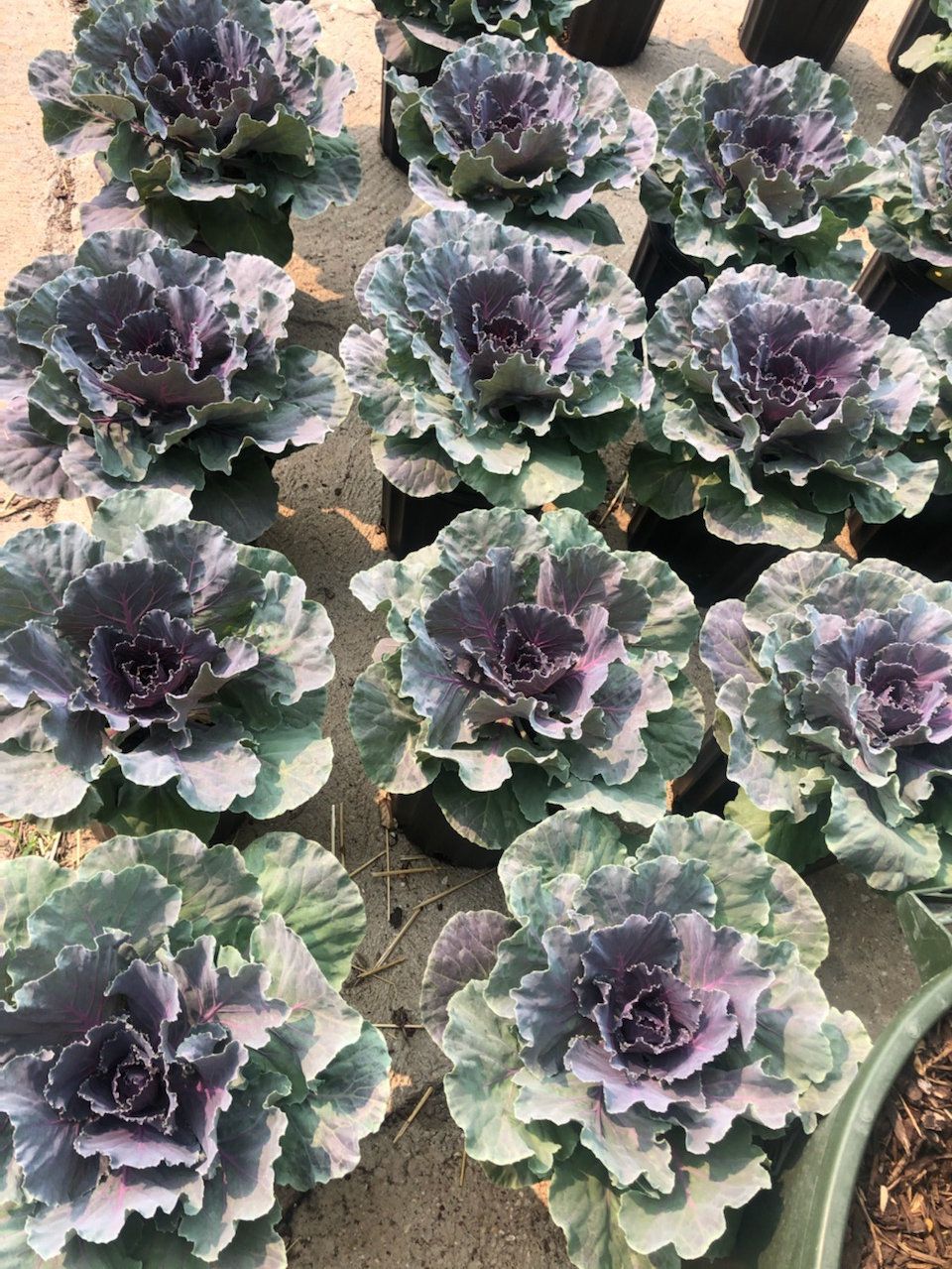 A bunch of purple cabbage plants are sitting on the ground.