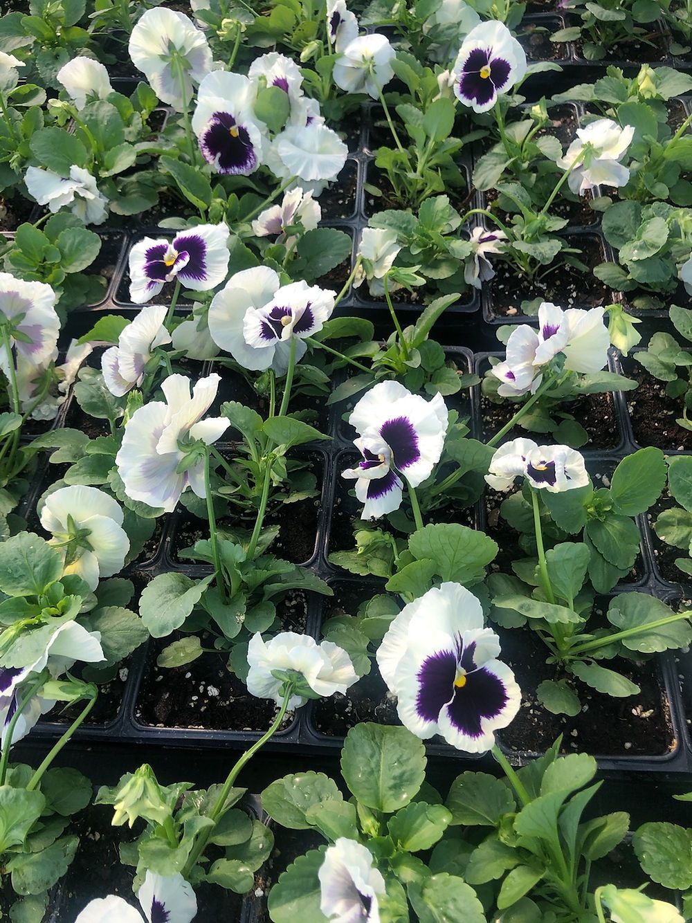 A bunch of white and purple flowers are growing in pots.