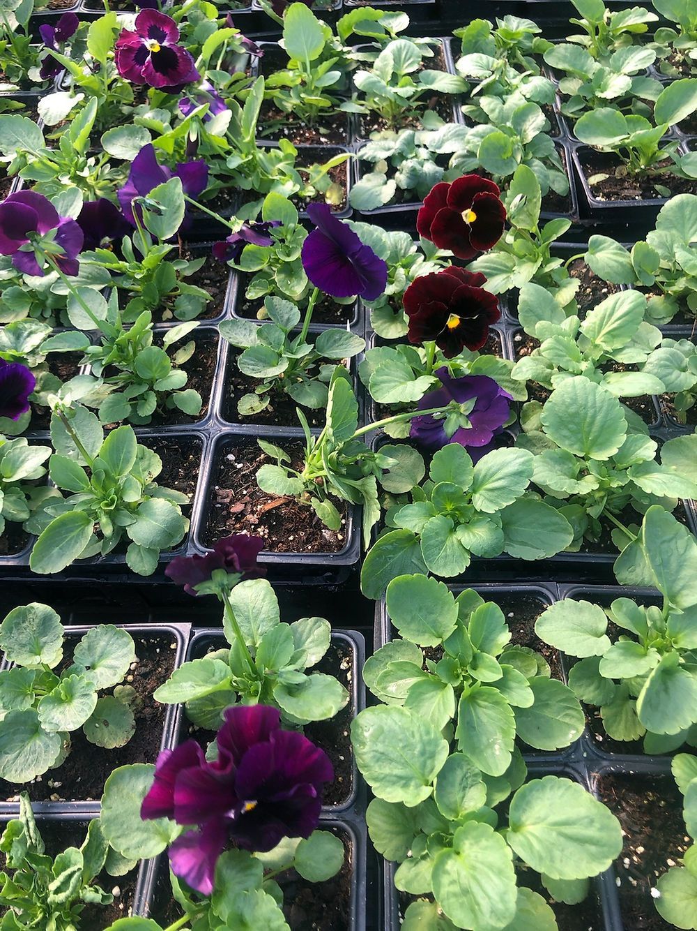 A bunch of potted plants with purple flowers and green leaves